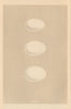 BRITISH BIRD EGGS. Dusky Grebe. Eared Grebe. Dabchick. MORRIS 1866 old print
