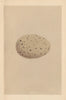 BRITISH BIRD EGGS. Great Northern Diver. MORRIS 1866 old antique print picture