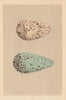 BRITISH BIRD EGGS. Guillemot. MORRIS 1866 old antique vintage print picture
