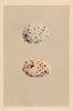 BRITISH BIRD EGGS. Black Guillemot. MORRIS 1866 old antique print picture