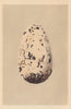 BRITISH BIRD EGGS. Great Auk. MORRIS 1866 old antique vintage print picture