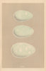 BRITISH BIRD EGGS. Cormorant. Green Cormorant. Gannet. MORRIS 1866 old print