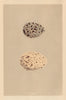 BRITISH BIRD EGGS. Caspian Tern. Sandwich Tern. MORRIS 1866 old antique print
