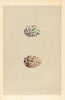 BRITISH BIRD EGGS. Arctic Tern. MORRIS 1866 old antique vintage print picture