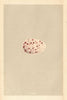 BRITISH BIRD EGGS. Noddy. MORRIS 1866 old antique vintage print picture