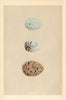 BRITISH BIRD EGGS. Masked Gull. Black-headed Gull. MORRIS 1866 old print