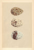 BRITISH BIRD EGGS. Laughing Gull. Kittiwake. MORRIS 1866 old antique print