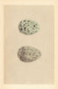 BRITISH BIRD EGGS. Common Gull. MORRIS 1866 old antique vintage print picture