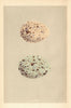 BRITISH BIRD EGGS. Lesser Black-backed Gull. Herring Gull. MORRIS 1866 print