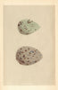 BRITISH BIRD EGGS. Skua. Pomerine Skua. MORRIS 1866 old antique print picture