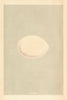 BRITISH BIRD EGGS. Fulmar. MORRIS 1866 old antique vintage print picture