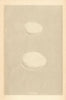 BRITISH BIRD EGGS. Manx Shearwater. Bulwer's Petrel. MORRIS 1866 old print