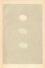BRITISH BIRD EGGS. Wilson's, Fork-tailed & Storm Petrel. MORRIS 1866 old print
