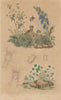 Mite. Acetabulaira. Lovage. Aconitum (Monkshood). Achias 1833 old print