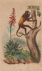 PRIMATES/PLANTS. Aloés (Aloe). Alouate (Howler Monkey) 1833 old antique print