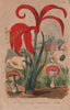 Amanita caesarea (Caesar Mushroom)/muscaria (fly agaric). Amaryllis 1833 print