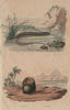 ANIMALS. Amphiuma (Aquatic Salamander). Ampullariidae (Pomacea snail) 1833