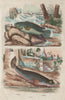 FISH. Anabas (Climbing Perch). Anableps (Four-eyed Fish) 1833 old print