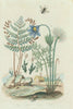 PLANTS. Andrée. Andrena bee. Anemia fern. Anemone 1833 old antique print