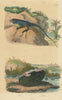 Anolis lizard. Anodonta mussel 1833 old antique vintage print picture