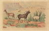MAMMALS. Antilopes (Antelopes) 1833 old antique vintage print picture