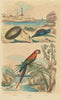 Aphrodite Sea Mouse. Aplysie (Aplysia) Sea slug. Ara (Scarlet Macaw) 1833