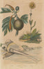 Arnica. Arpenteuse (Inchworm). Arrosoir. Artocarpus (Breadfruit) 1833 print