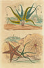 Asplenium ferns. Asterias (Sea stars) 1833 old antique vintage print picture