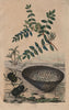 Astragalus (milkvetch). Astrea coral. Ateuchus (scarab beetle) 1833 old print