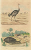 Ellobium aurismidae (Midas Ear Shell). Ostrich. Atta (new world ant) 1833