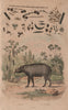 Babiroussa (Babirusa). Algae. Diatoms. Desmidiales 1833 old antique print