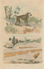 PRIMATES. Babouin (Baboon). Bacculite (Baculite) 1833 old antique print