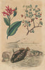 Balisier (Heliconia). Ballista (Clown Triggerfish). Balsam of Mecca 1833 print