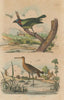 BIRDS. Barbu (Berbet/Barbet). Barge (Black-tailed Godwit) 1833 old print