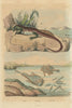 Plumed basilisk. Baudroie (Monkfish). Batrachoides (Pacuma toadfish) 1833