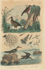 Batrachospermum algae. Woodcock. Red Crossbill. Black skimmer 1833 old print
