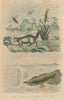 Sand wasp. Binturong. Soldierfly. Stout blue-eyed grass. Beroid. Bichir 1833