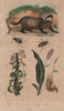 Badger. Blaps mucronata (Churchyard beetle). Roach. Bignonia. Bistort 1833