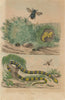 Bombyliidae (Bee flies/fly) Bongare (krait). Bourdon (Bumblebee) 1833 print
