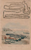 Asian tapeworm. Bonellia viridis (green spoonworm). Borlasia (ribbon worm) 1833