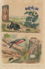 Bostriche. Borage. Dung beetle. Bullfinch. True puffball. Bombardier beetle 1833