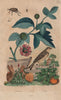 Broussonetia papyrifera (Paper Mulberry). Bunting. Bruchinae (Bean Weevil) 1833