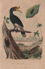 Caille (Quail). Calandre (Wheat Weevil). Calao (Rhinoceros Hornhill) 1833