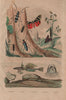 Callichroma & Callidium beetles. Callimorpha moths. Sculpin fish. Calliroé 1833