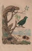 Calopus angustus. Calosoma sycophanta. Lesser Green Broadbill. Chameleon 1833