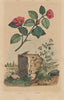 FLOWERS. Camellia. Camomille (Camomile) 1833 old antique vintage print picture