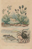 Kingfish.Shore crab.Cardamine/cuckooflower.Dipsacus fullonum/Wild teasel 1833