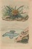 Carditis.Carinaria/Floating sea snail. Carline Thistle Carlina acanthifolia 1833