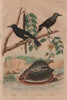 Helmet snail. Cassia tree. Cassenoix/Nutcracker. Cassican/Australian magpie 1833