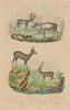 Cerfs (Deer). Renne (Reindeer). Elan (Moose). Chevreuil (Roe deer) 1833 print